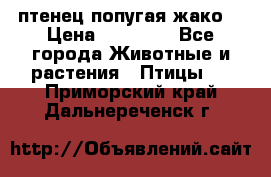 птенец попугая жако  › Цена ­ 60 000 - Все города Животные и растения » Птицы   . Приморский край,Дальнереченск г.